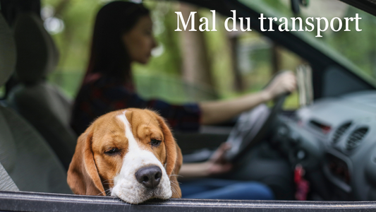 Pierres semi-précieuses : Une solution contre le mal des transports ?